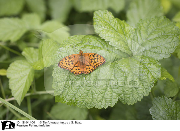 Feuriger Perlmutterfalter / high brown fritillary / SI-01406