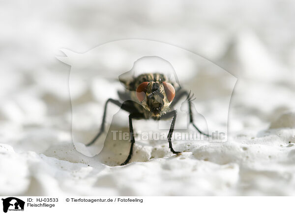 Fleischfliege / fleshfly / HJ-03533