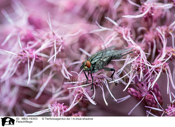 Fleischfliege / Flesh Fly / MBS-19353