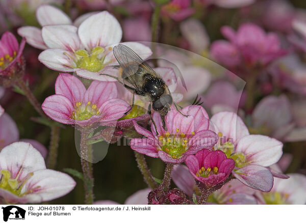 Fliege auf Blumen / JOH-01078