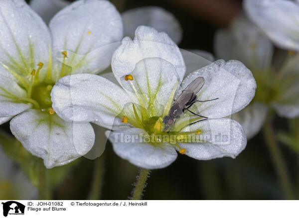 Fliege auf Blume / fly / JOH-01082
