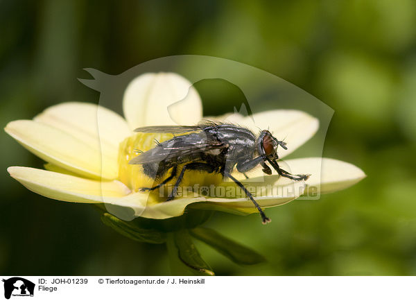 Fliege / fly / JOH-01239