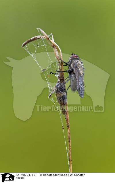 Fliege / fly / WS-04783