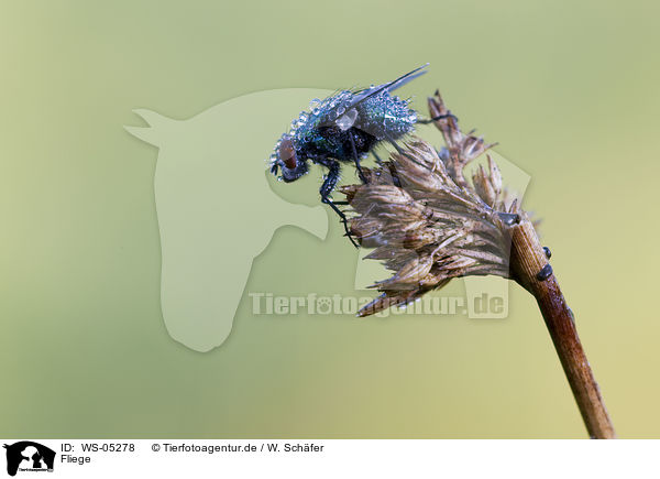 Fliege / fly / WS-05278