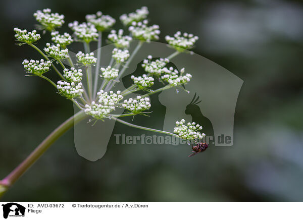 Fliege / fly / AVD-03672