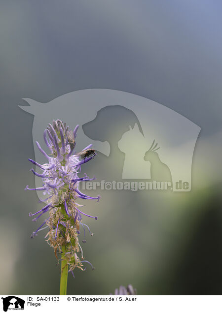 Fliege / Fly / SA-01133