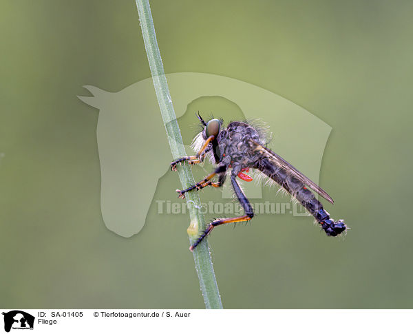 Fliege / fly / SA-01405