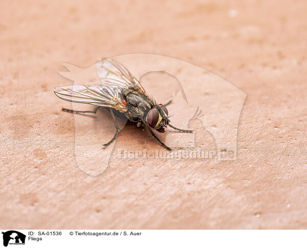 Fliege / fly / SA-01536