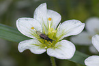 Fliege auf Blume