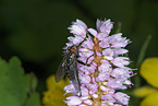 Fliege auf Blume