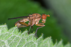 Fliege auf Blatt