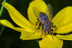 Fliege auf Blume