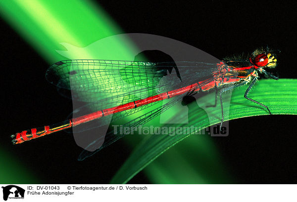 Frhe Adonisjungfer / dragonfly / DV-01043