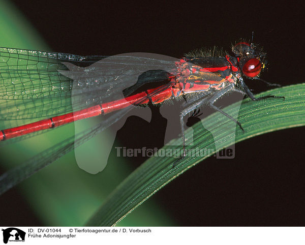 Frhe Adonisjungfer / dragonfly / DV-01044