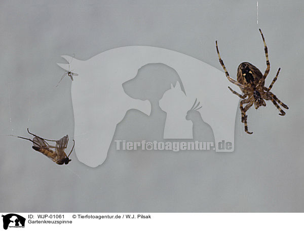 Gartenkreuzspinne / European garden spider / WJP-01061