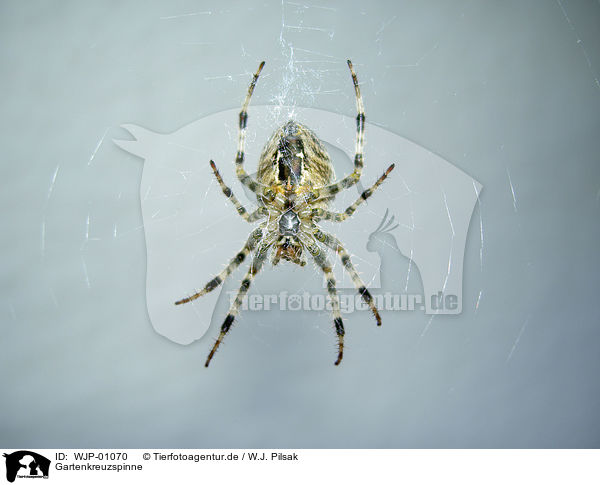 Gartenkreuzspinne / European garden spider / WJP-01070