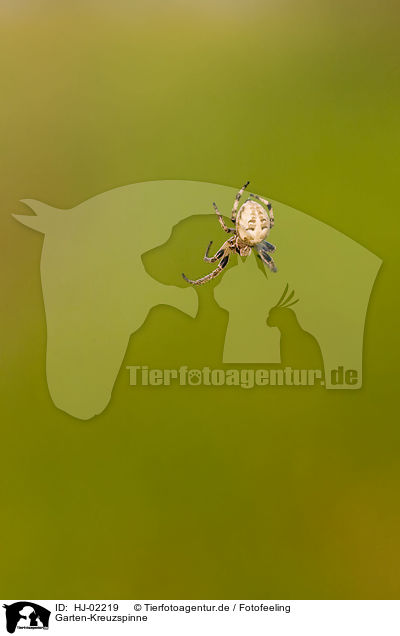 Garten-Kreuzspinne / European garden spider / HJ-02219