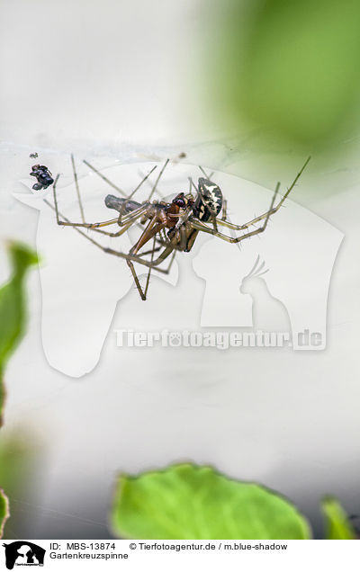 Gartenkreuzspinne / European garden spider / MBS-13874