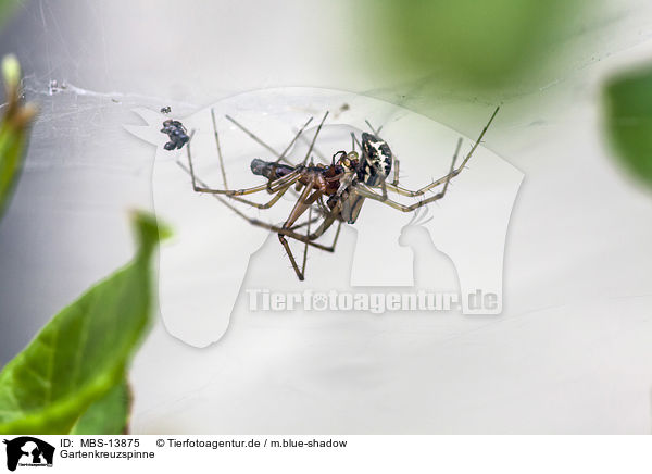Gartenkreuzspinne / European garden spider / MBS-13875