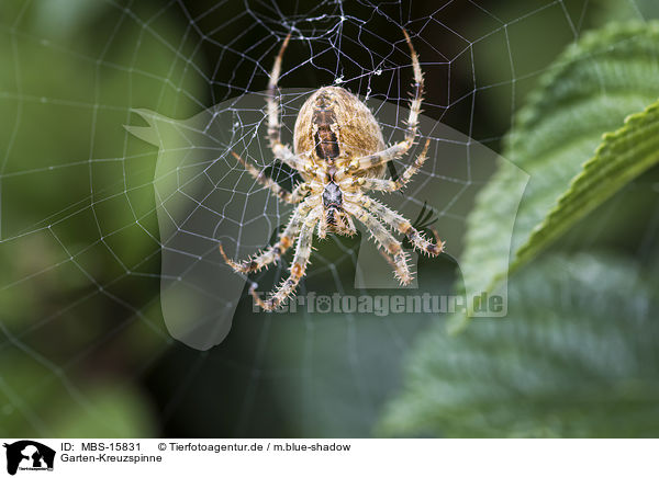 Garten-Kreuzspinne / European garden spider / MBS-15831