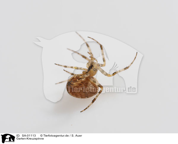 Garten-Kreuzspinne / Garten-Kreuzspinne / SA-01113