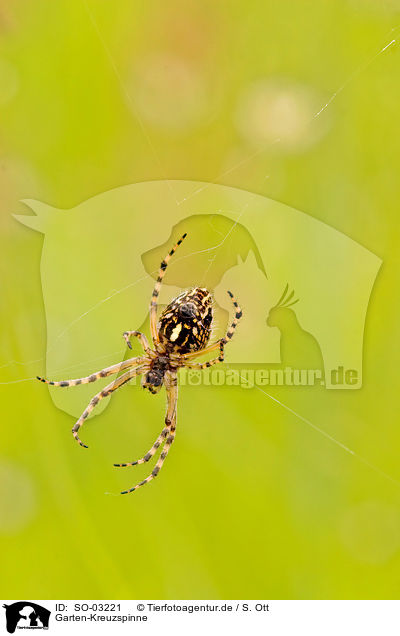 Garten-Kreuzspinne / European garden spider / SO-03221