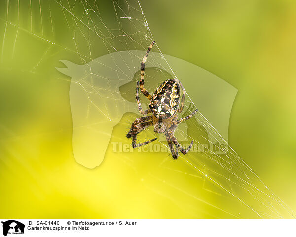 Gartenkreuzspinne im Netz / Garden cross spider in web / SA-01440