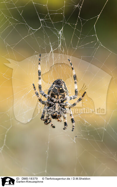 Garten-Kreuzspinne / european garden spider / DMS-18379