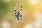 Garten-Kreuzspinne