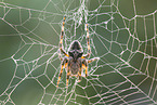 Garten-Kreuzspinne