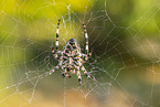 Garten-Kreuzspinne