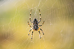 Garten-Kreuzspinne
