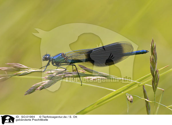 gebnderte Prachtlibelle / banded demoiselle / SO-01964