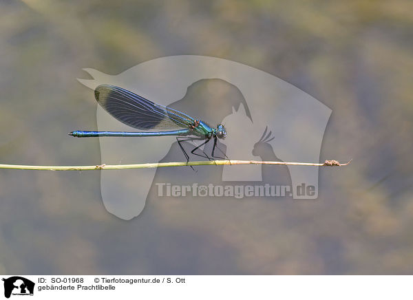 gebnderte Prachtlibelle / banded demoiselle / SO-01968