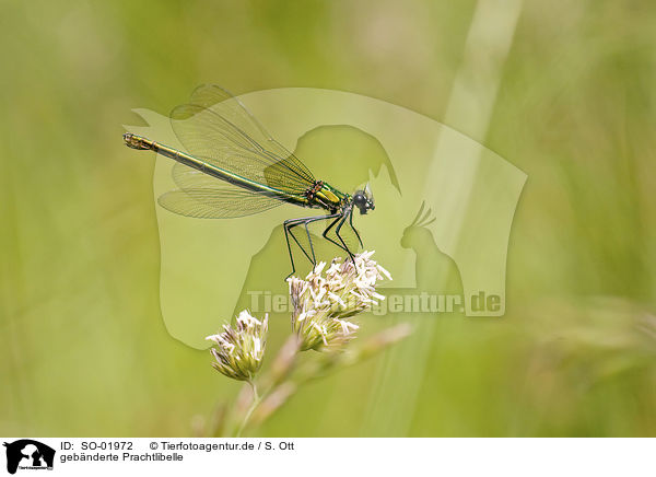 geb�nderte Prachtlibelle / banded demoiselle / SO-01972