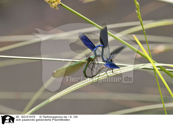 sich paarende gebnderte Prachtlibellen / copulating dragonflies / SO-01979