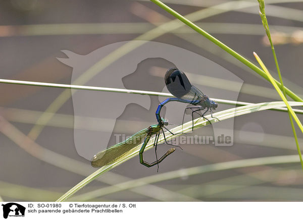 sich paarende gebnderte Prachtlibellen / copulating dragonflies / SO-01980
