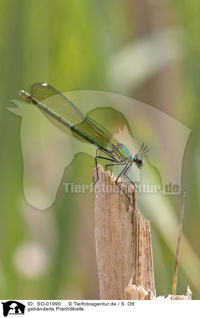 gebnderte Prachtlibelle / banded demoiselle / SO-01990