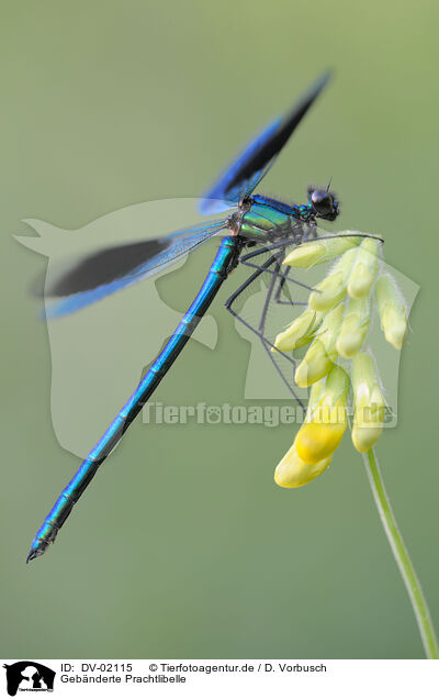 Gebnderte Prachtlibelle / DV-02115