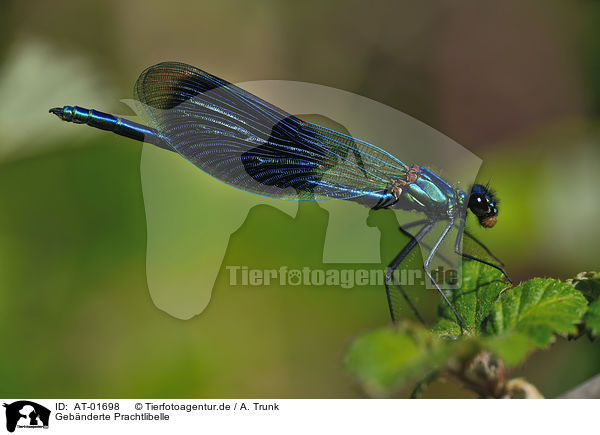 Gebnderte Prachtlibelle / demoiselle / AT-01698