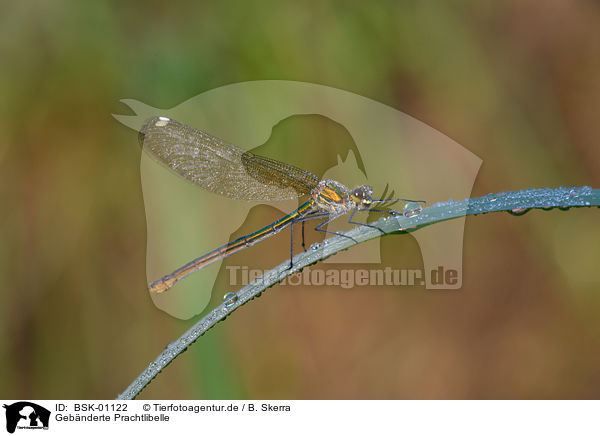 Gebnderte Prachtlibelle / banded demoiselle / BSK-01122