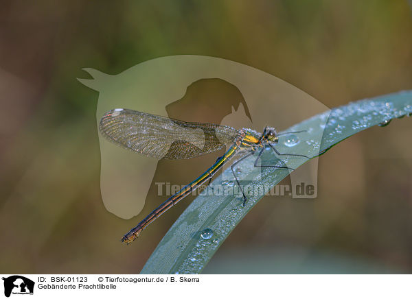 Gebnderte Prachtlibelle / banded demoiselle / BSK-01123