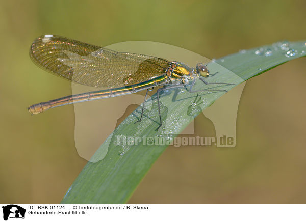 Gebnderte Prachtlibelle / banded demoiselle / BSK-01124
