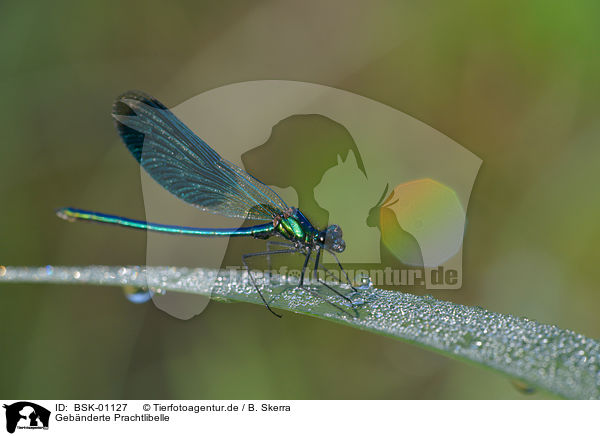 Gebnderte Prachtlibelle / banded demoiselle / BSK-01127