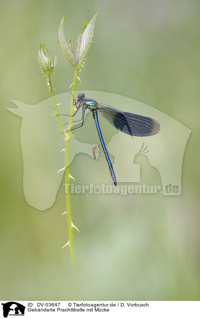 Gebnderte Prachtlibelle mit Mcke / Banded Demoiselle with Midge / DV-03647