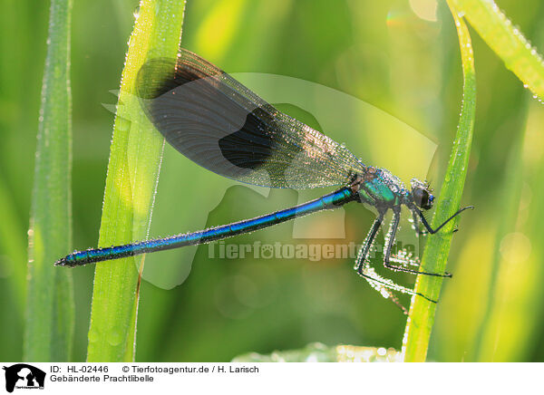 Gebnderte Prachtlibelle / banded demoiselle / HL-02446