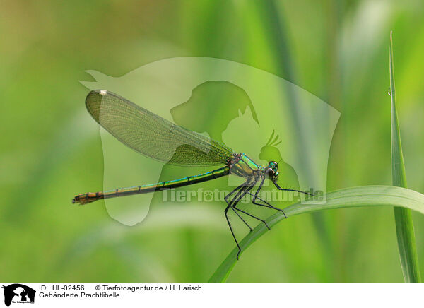 Gebnderte Prachtlibelle / banded demoiselle / HL-02456