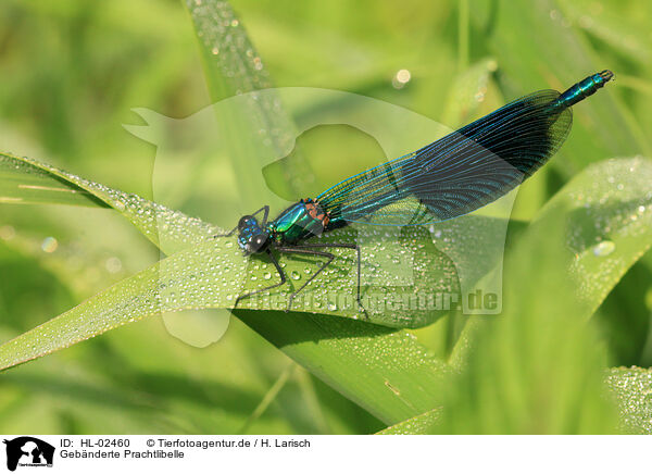 Gebnderte Prachtlibelle / banded demoiselle / HL-02460