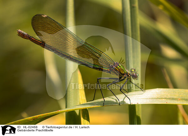 Gebnderte Prachtlibelle / banded demoiselle / HL-02468