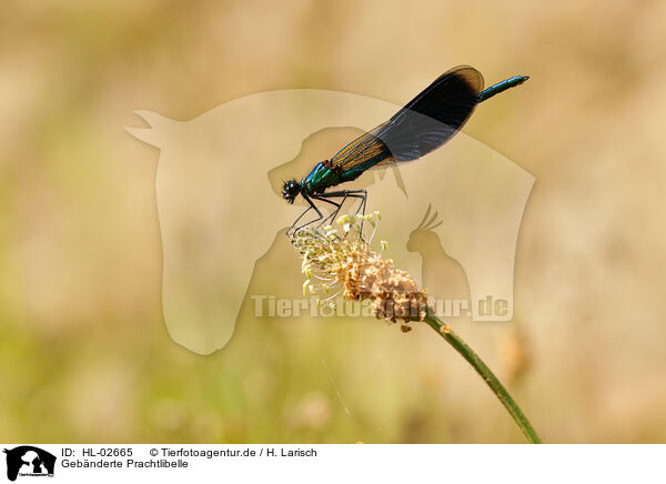 Gebnderte Prachtlibelle / banded demoiselle / HL-02665